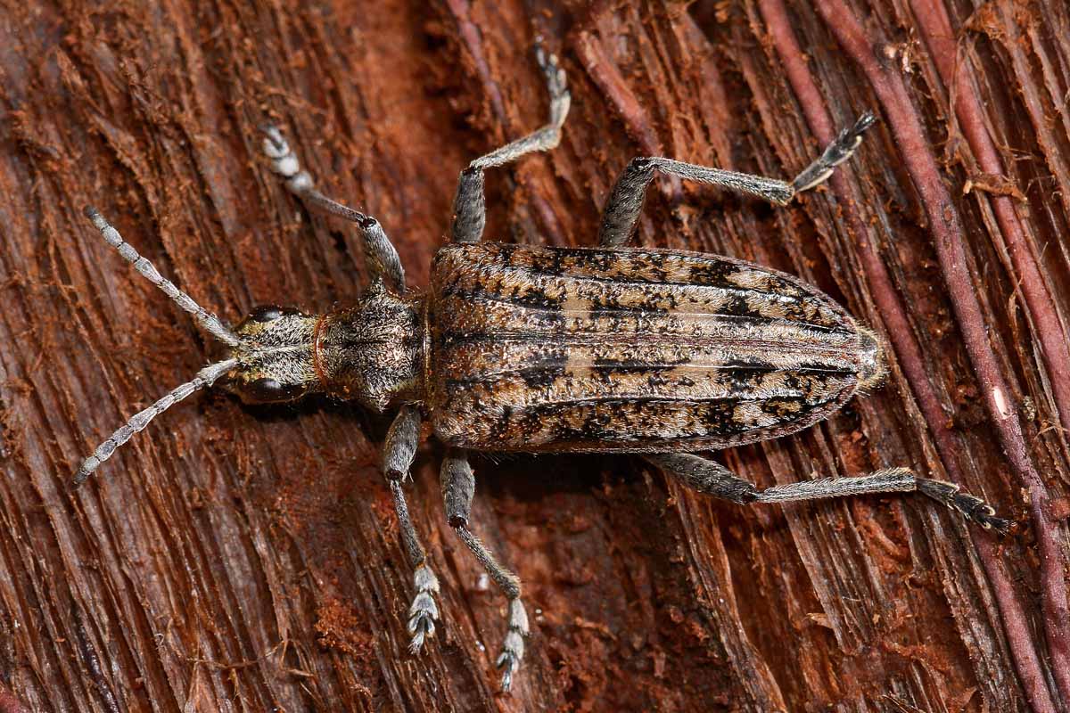 Cerambicidae: Rhagium inquisitor?  Sì, femmina